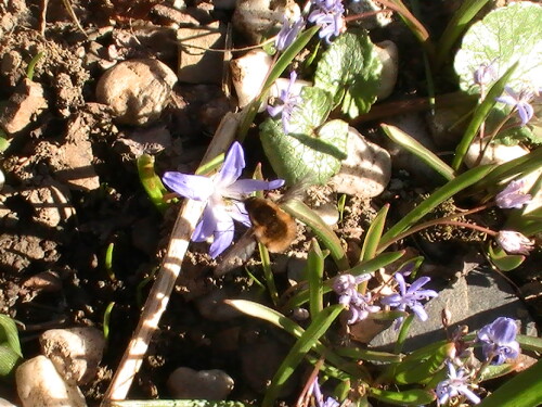 Im Sommer gelegentlicher Blütenbesucher im Garten
http://de.wikipedia.org/wiki/Gro%C3%9Fer_Wollschweber

Aufnameort: Eiershausen Garten
Kamera: Medion digitaler Full-HD-Camcorder mit Touchscreen