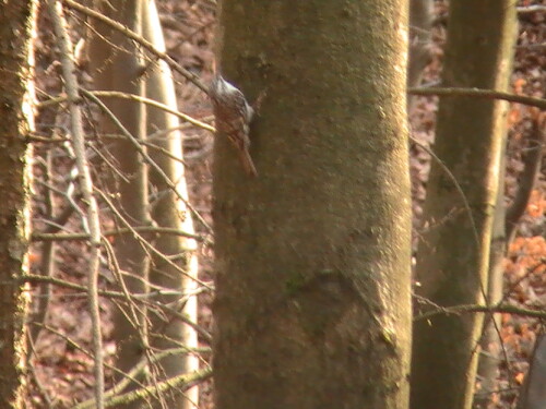 Ähnlich wie Goldhähnchen sind Waldbaumläufer ziemlich kleine Vögel und erreichen ein Gewicht von etwa 9 Gramm.
http://de.wikipedia.org/wiki/Waldbauml%C3%A4ufer

Aufnameort: Eiershausen Hirschbergwald
Kamera: Medion digitaler Full-HD-Camcorder mit Touchscreen