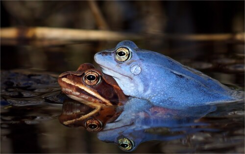 Nur kurz dauert die Blaufärbung der Moorfroschmännchen. Kaum aus der Winterstarre erwacht beginnt die Paarungszeit.


Aufnameort: Lüneburger Heide
Kamera: Sony