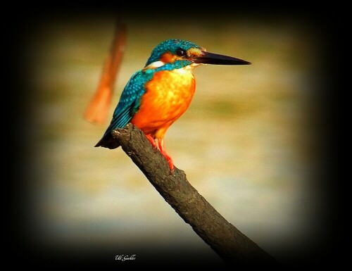 Eisvogel

Aufnameort: Sri Lanka
Kamera: Fuji