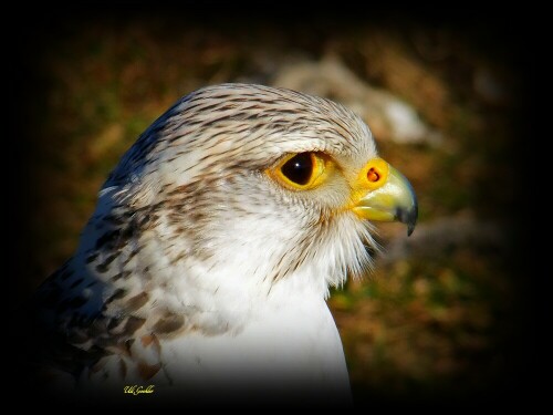 Polarfalken sind die begehrtesten Vögel in Arabien ! sie verfügen über eine unglaubliche Sehkraft

Aufnameort: Deutschland
Kamera: Fuji