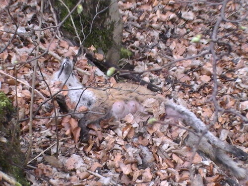 Rotfuchs - auch aus manchem Märchen oder Fabel bekannt.
http://de.wikipedia.org/wiki/Rotfuchs


Aufnameort: Eiershausen Schwarzbachtal
Kamera: Medion digitaler Full-HD-Camcorder mit Touchscreen