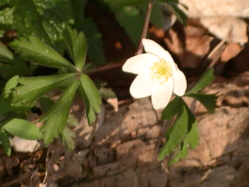 Buschwindröschen(Anemone nemorosa(L.)) erblühen auch in Wäldern im zeitigen Frühjahr.
http://de.wikipedia.org/wiki/Waldanemone

Aufnameort: Eiershausen Hirschbergwald
Kamera: Medion digitaler Full-HD-Camcorder mit Touchscreen