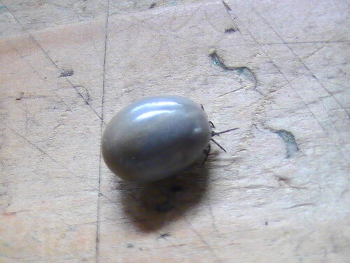 zecke-oder-holzbock-ixodes-ricinus-l-1758-9474.jpeg