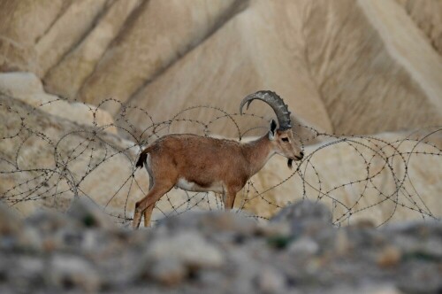 Ein nubischer Steinbock vorm Sicherheitszaun des Kibbuz Sde Boker in der Wüste Negev/Israel

Aufnameort: Kibbuz Sde Boker/Israel
Kamera: Nikon D5000