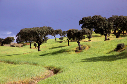 

Aufnameort: portgal alentejo
