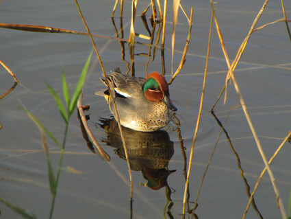 

Aufnameort: Naturpark Empuriabrava
Kamera: Canon Powershot SX1