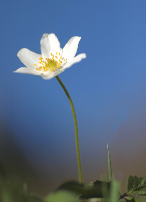 ganz alleine.

Aufnameort: Regen
Kamera: Canon EOS 50D