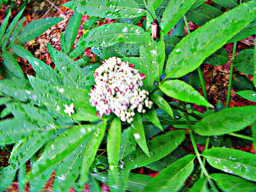 zwergholunder-sambucus-ebulus-l-30086.jpeg