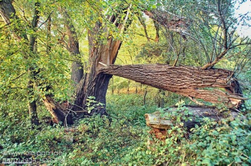 gebrochener Baum im ehemaligen Dorf Schiedlo (geschleift 1918) am Zusammenfluss von Oder und neiße

Aufnameort: Schiedlo (Polen)
Kamera: Nikon D 90