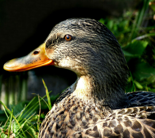 Seitenportrait einer weiblichen Stockente.

Aufnameort: Wolframs-Eschenbach (Mittelfranken)
Kamera: Panasonic DMC-FZ200