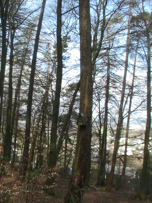 Gewitter im Jahresverlauf können auch in der Natur ihre Spuren hinterlassen.
http://de.wikipedia.org/wiki/Holzfehler

Aufnameort: Eiershausen Hirschbergwald
Kamera: Medion digitaler Full-HD-Camcorder mit Touchscreen