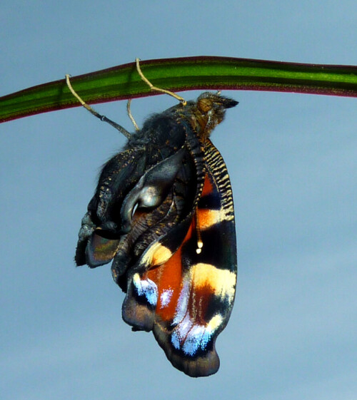 Das soeben aus der Puppe geschlüpfte Tagpfauenauge beginnt mit Blutdruck seine Flügel aufzuspannen.

Aufnameort: Eigener Garten in Weidenbach (Mittelfranken)
Kamera: Panasonic DMC-FZ200