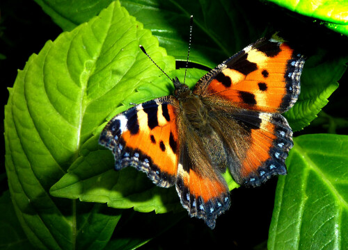 kleiner-fuchs-aglais-urticae-11987.jpeg