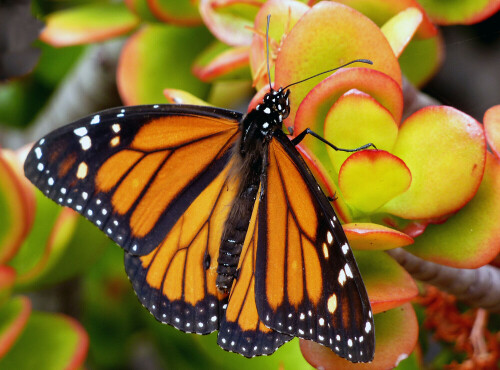 Der eigentlich in Nordamerika beheimatete Monarchfalter (Danaus plexippus) kommt auch aufden Kanarischen Inseln vor.

Aufnameort: Puerto de la Cruz, Tenerife.
Kamera: Panasonic DMC-FZ200