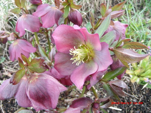 Die Schneeerosen haben den Nachtfrost überstanden. -4 C (ist ein Nieswurzgewächs Helleborus purpurascens.)

Aufnameort: Fichtelberg
Kamera: GE