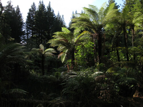 

Aufnameort: Rotorua, Neuseeland, 2012
