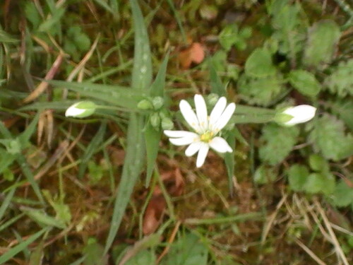 Die große Sternmiere(Stellaria holostea(L.)) kann auch in Laub- wie Mischwald aufwachsen wie blühen.
http://de.wikipedia.org/wiki/Gro%C3%9Fe_Sternmiere



Aufnameort: Eiershausen Hirschbergwald
Kamera: Medion digitaler Full-HD-Camcorder mit Touchscreen