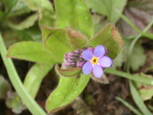 buntes-vergissmeinnicht-myosotis-discolor-l-9181.jpeg