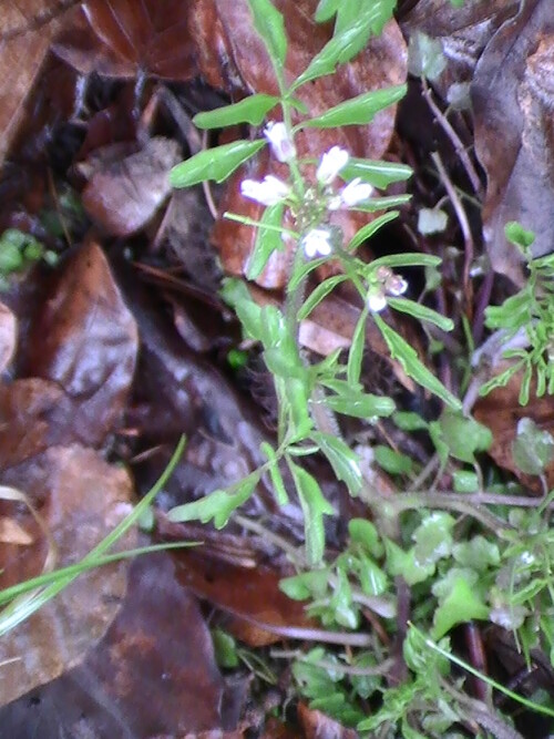 An einem feuchten Standort am Rande eines  Waldweges am Hirschberg wächst und blüht die echte Brunnenkresse(Nasturtium officinale(W.T. Aiton)).
http://de.wikipedia.org/wiki/Brunnenkresse

Aufnameort: Eiershausen Waldweg am Hirschberg
Kamera: Medion digitaler Full-HD-Camcorder mit Touchscreen