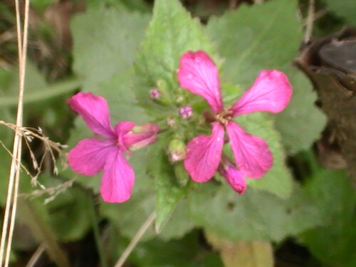 Das einjährige Silberblatt(Lunaria annua(L.)) kommt gerne auch auf nährstoffreichen Standorten vor.
http://de.wikipedia.org/wiki/Silberbl%C3%A4tter

Aufnameort: Eiershausen Garten
Kamera: Medion digitaler Full-HD-Camcorder mit Touchscreen