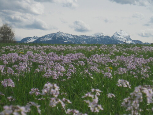 Wiesenschaumkraut in einer Wiese vor der "Liegenden Jungfrau"

Aufnameort: Schwimmbadstraße, 83043 Bad Aibling
Kamera: Canon Digital IXUS 8015