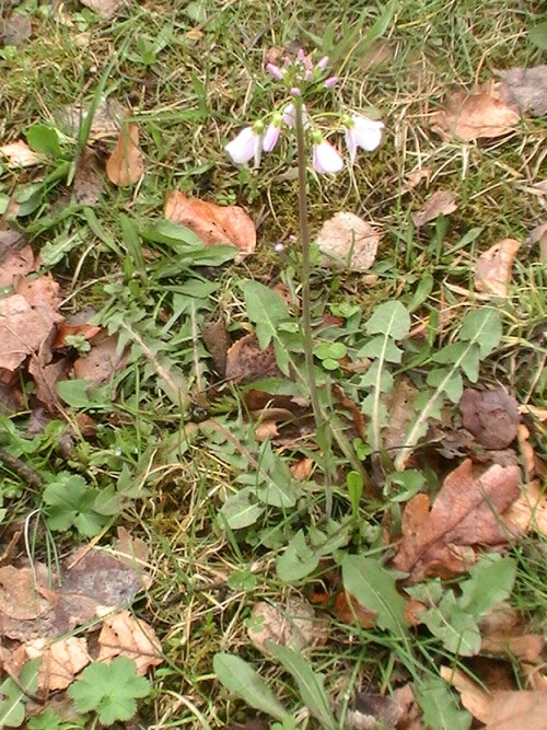 wiesen-schaumkraut-cardamine-pratensis-l-9192.jpeg