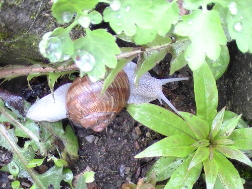 Eine bekannte Gehäuseschnecke
http://de.wikipedia.org/wiki/Weinbergschnecke

Aufnameort: Eiershausen Garten
Kamera: Medion digitaler Full-HD-Camcorder mit Touchscreen