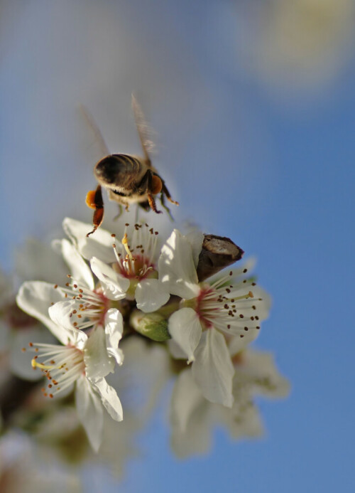 eine "meiner" Bienen im Landeanflug! Dieses Jahr hatten wir 50% Völkerverlust... soviel wie noch nie. Umwelteinflüsse, Monokultur und der Einsatz von Insektiziden macht den Bienen das Leben schwer, uns Imkern auch... wer will schon jeden Winter Angst haben, dass die Völker sterben? In Bayern ist das Insektizid "Santana" zugelassen, der Wirkstoff darin ist nachweislich für das Bienensterben verantwortlich, laut Landwirtschaftsministerium ist das "Risiko überschaubar". Santana wird beim Maisanbau eingesetzt, der zum Teil zum Verbrennen in Bioheizkraftwerken produziert wird! In meinen Augen pervers! Ich hoffe sehr, dass die Bay. Landesregierung endlich, wie viele anderere Bundesländer und Länder europaweit schon jetzt, dieses Gift endlich nicht mehr zulässt, die Bedeutung der Honigbiene scheint vielen nicht klar zu sein... sie sorgen bei 80% aller Lebensmittel für die Befruchtung...keine Bienen heißt, der Mensch hat auch bald keine Nahrung mehr!

Aufnameort: Regen
Kamera: Canon EOS 50D