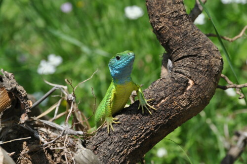 green lizzard am Wegesrand

Aufnameort: Bulgarien
