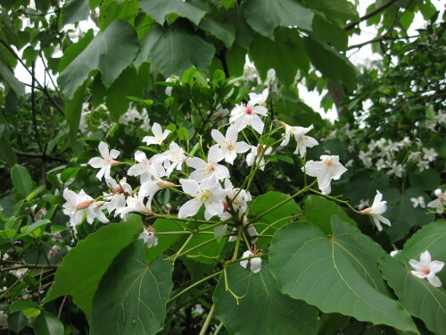 blühende Aleurites Montana

Aufnameort: Sanyi, Taiwan, 2012
