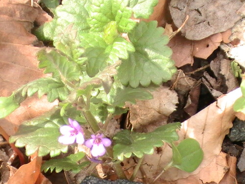 gundermann-glechoma-hederacea-l-9372.jpeg