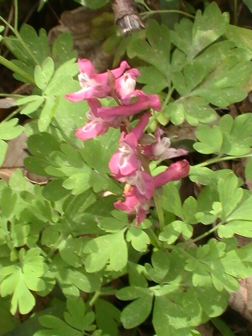 hohler-lerchensporn-corydalis-cava-schweigg-korte-9150.jpeg