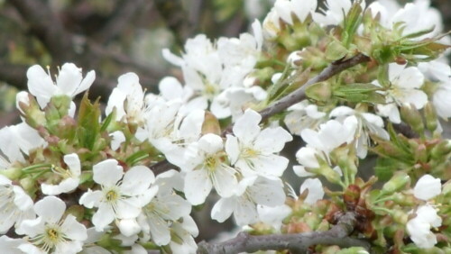 Kirschblüten auf 720m ü.M. blühen etwas später.

Aufnameort: Fichtelberg
Kamera: GE