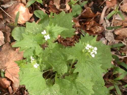 Die Knoblauchsrauke(Alliaria petiolata(Cavara&Grande) ist ein Kreuzblütler, der ruderal wie auch in Laubwäldern wachsen und gedeihen kann.
http://de.wikipedia.org/wiki/Knoblauchsrauke

Aufnameort: Eiershausen Hirschbergwald
Kamera: Medion digitaler Full-HD-Camcorder mit Touchscreen