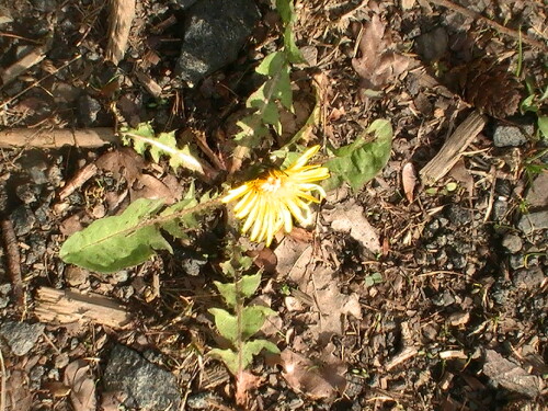 lowenzahn-taraxacum-officinale-l-9099.jpeg