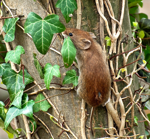 Diese Maus konnte ich eine ganze Zeit in unserm Stadtwald "Eilenriede" in Hannover beobachten. U. a. kletterte sie etwa 1 - 1,5 m an einer Efeuranke hoch, biss ein Blatt ab und kletterte damit wieder nach unten und verschwand.

Aufnameort: Hannover - Eilenriede
Kamera: Nikon D90