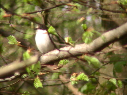 Ein markant gezeichnerter Fliegenschnäpper
http://de.wikipedia.org/wiki/Trauerschn%C3%A4pper

Aufnameort: Eiershausen Schwarzbachtal - Hirschbergwald
Kamera: Medion digitaler Full-HD-Camcorder mit Touchscreen