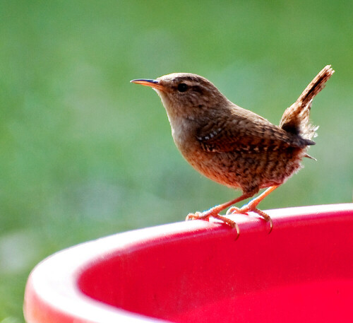 zaunkonig-besuch-im-garten-7039.jpeg