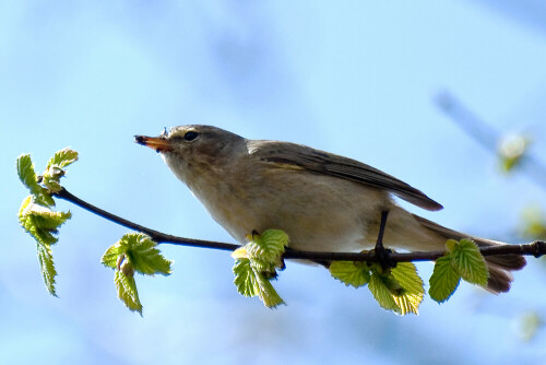 Der Zilpzalp suchte im Baum an einem Bahndamm nach Insekten - mit Erfolg, wie man sieht.

Aufnameort: Hannover
Kamera: Nikon D 90