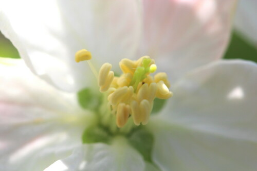 

Aufnameort: Marburg, Vorgarten An der Zahlbach 19, 01.05.2012
Kamera: Canon EOS 600D, 1/160; 5,6; 100,0mm; ISO 100