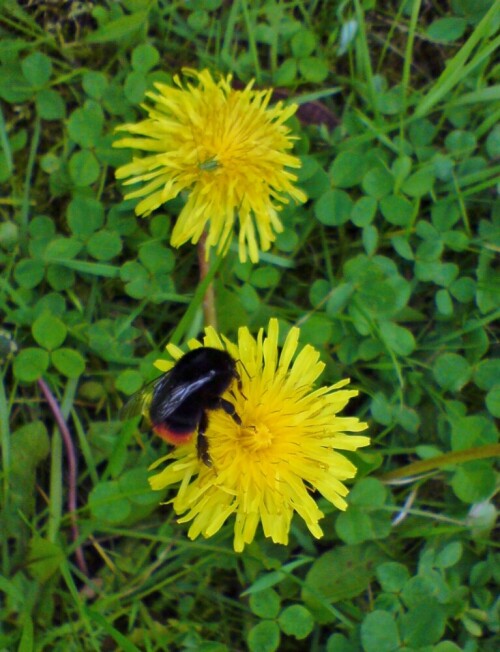 Hummel  auf Löwenzahnblüte

Aufnameort: Grossniedesheim
Kamera: Sony HD