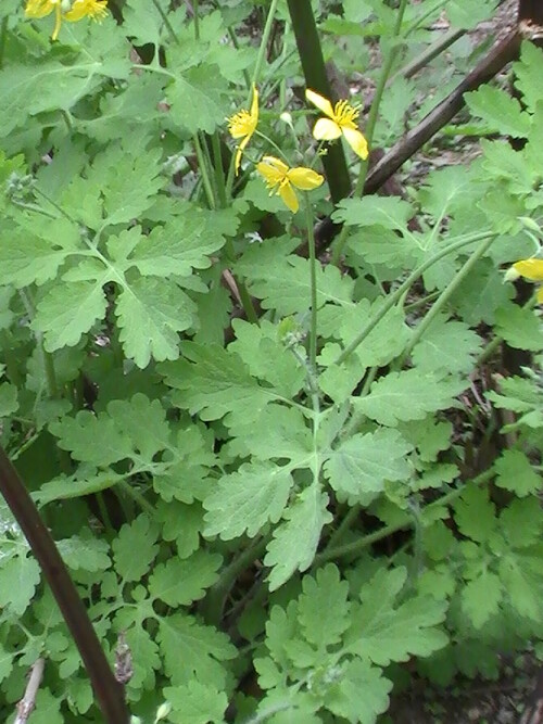 schollkraut-chelidonium-majus-l-9156.jpeg