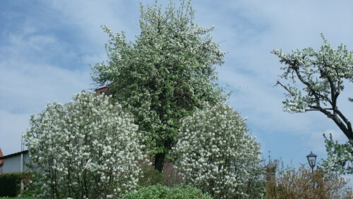 Zusehen sind die Felsenbirne u. ein Birnbaum.

Aufnameort: Fichtelberg
Kamera: GE