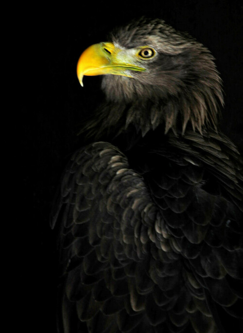 Das Seeadler-Portrait wirkt wie auf einem Gemälde.

Aufnameort: Greifvogelanlage Schillingsfürst.
Kamera: Nikon D600