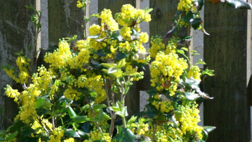 Berberitze am Gartenzahn.

Aufnameort: Fichtelberg
Kamera: GE