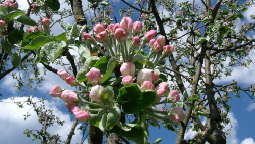 Ungeöffnete Blüten.

Aufnameort: Fichtelberg
Kamera: GE