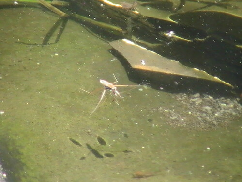 Eine "Wanze", die häufig auf Wasseroberflächen im Sommer zu beobachten ist. Sie saugt Kleininsekten aus, die versehentlich hierauf fallen.

Aufnameort: Eiershausen Weiher " Am Steert" bzw. an "Müller´s Hecke"
Kamera: Medion digitaler Full-HD-Camcorder mit Touchscreen