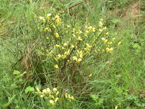 Ein Busch, der auf Weiden, Kahlschlägen, an Waldsäumen, in Wacholderheiden, an Wegen oder Hängen meist gut wächst und blüht.
http://de.wikipedia.org/wiki/Besenginster

Aufnameort: Eiershausen Hirschbergwald
Kamera: Medion digitaler Full-HD-Camcorder mit Touchscreen