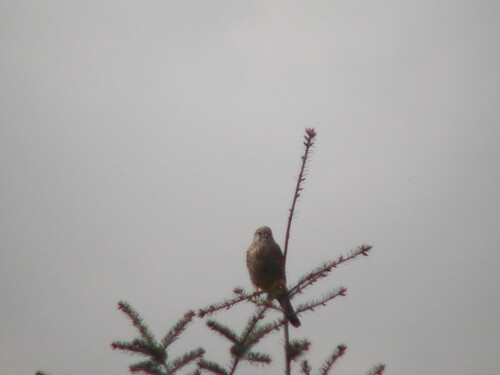 Ein Turmfalke hat als Sitzwarte eine Blaufichte(Picea pungens(Engelm.)) gewählt.
http://de.wikipedia.org/wiki/Turmfalke


Aufnameort: Eiershausen Garten
Kamera: Medion digitaler Full-HD-Camcorder mit Touchscreen